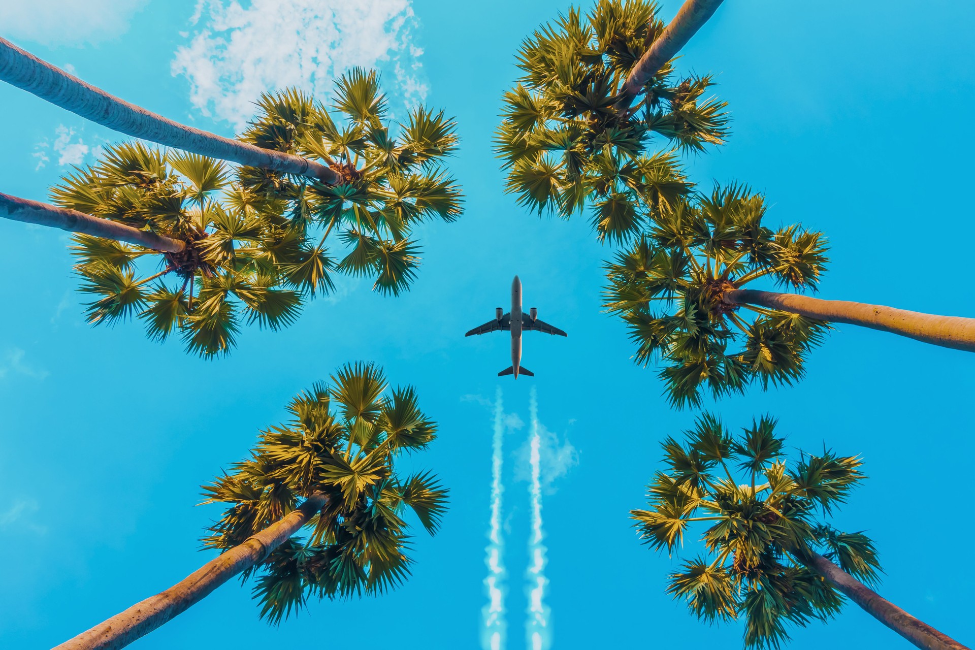 Soaring High: Airplane Glides Over Tropical Palms Soaring High: Airplane Glides Over Tropical Palms
