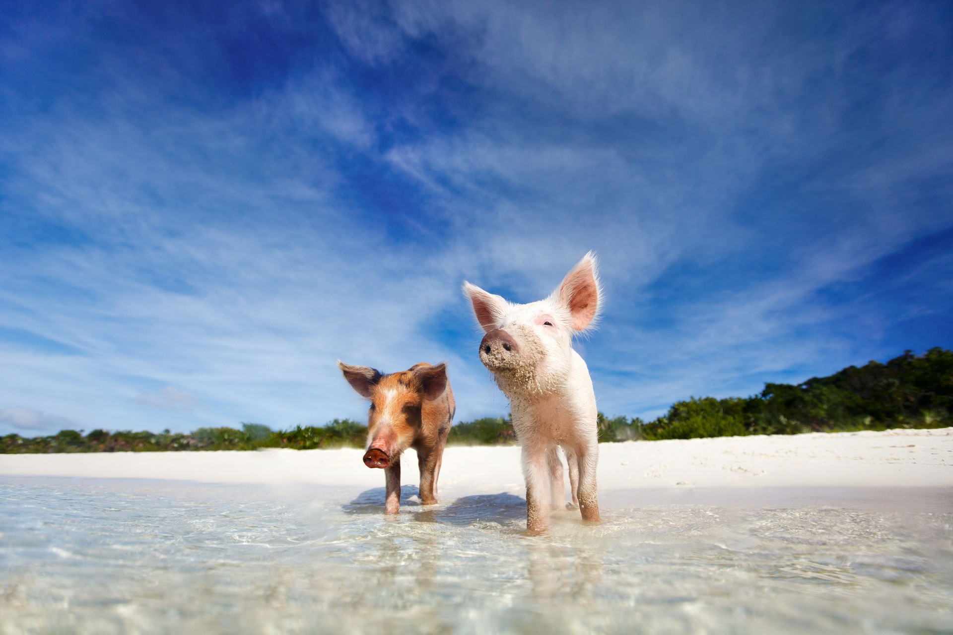 Two swimming pigs of Exuma on the beach Two swimming pigs of Exuma on the beach
